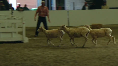 Sheep Dog Competition at the Big E Fair Stock Footage 30477486