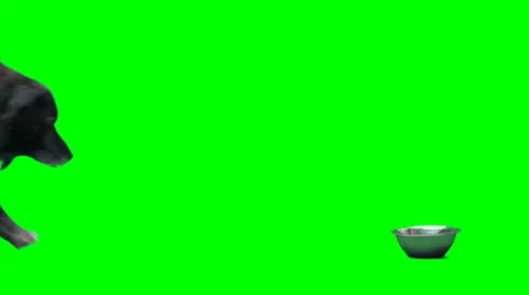 Sheep dog eats Video stock 8512244