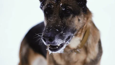 Sheep dog face in the snow Stock Footage 101332988