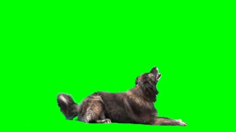 Sheep dog Stock Footage 8512137