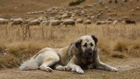 Sheep Dog Guarding A Flock Of Sheep Video stock 97444567