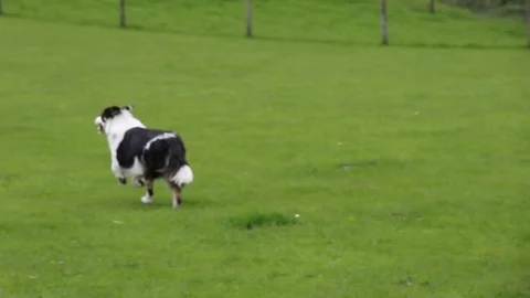 Sheep Dog Herding Sheep Close Up Stock Footage 89588374