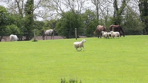 Sheep Dog Herding Sheep Stock Footage 89588384