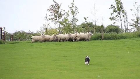 Sheep Dog Herding Sheep Medium Shot Stock Footage 89588377