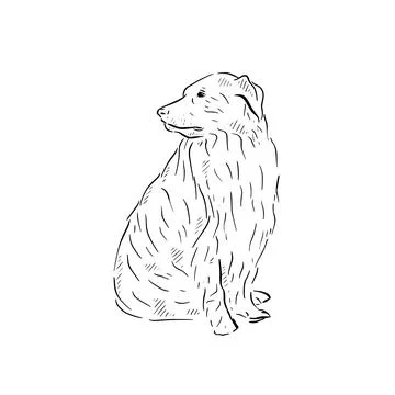 Sheep dog illustration Illustrazione stock