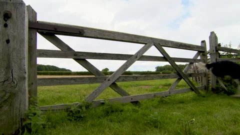 Sheep dog jumps gate Stock Footage 246140570