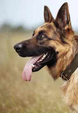Sheep dog Stock Photos
