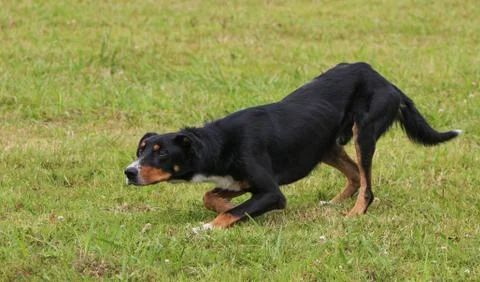 Sheep dog Stock Photos