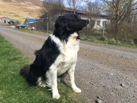 Sheep Dog Stock Photos