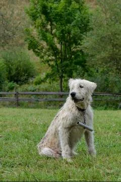 Sheep Dog Stock Photos