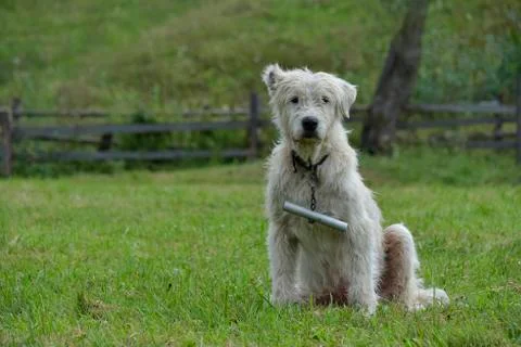 Sheep Dog Stock Photos