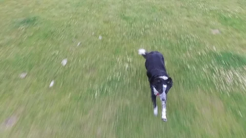 Sheep Dog Sprinting 動画素材 89799871