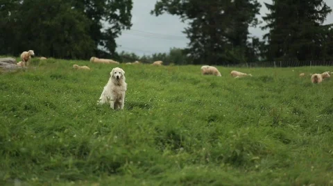 Sheep Dog Surrounded by Sheep 動画素材 594220