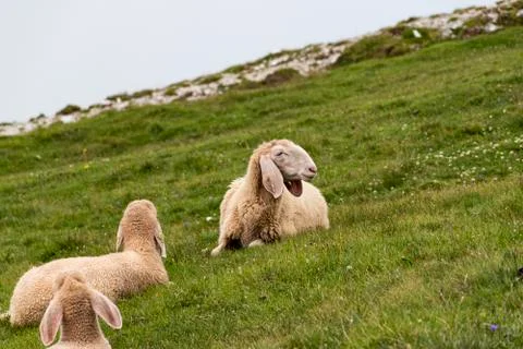 Sheep on the dolomites Stock Photos