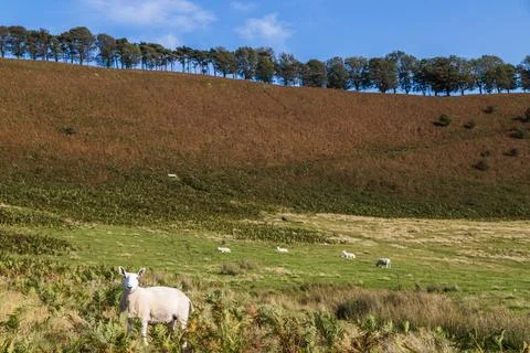 Sheep dotted on the hillside Stock Photos
