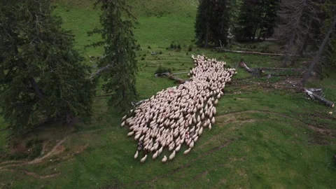 Sheep drift, moving across the enormity of the land at the top of the mountain Stock Footage 194555245