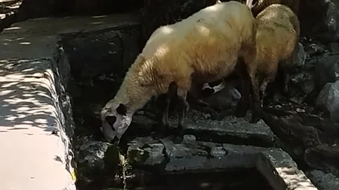 Sheep drink water from a mountain spring Stock Footage 199208161