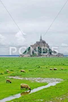 Sheep drinking and other grazing near mont saint michel landmark. normandy, f Stock Photos