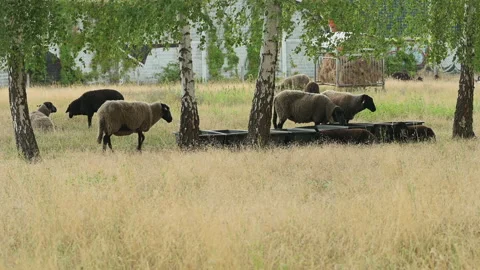 Sheep drinking in the field Stock-Footage 202247793