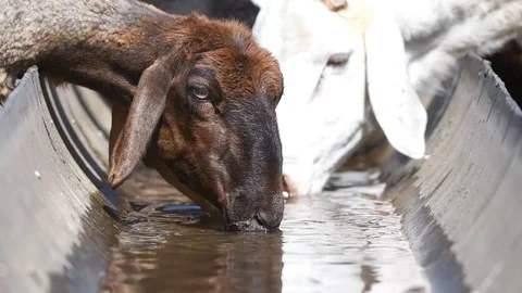 Sheep drinking from a pool in a field close up Stock Footage 91814033