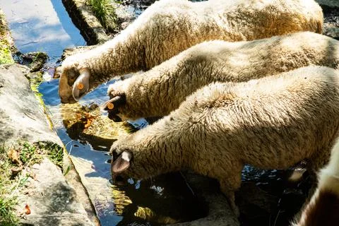 Sheep Drinking Pure Mountain Spring Water Foto stock