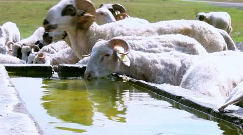 Sheep drinking water Stock Footage 12677371