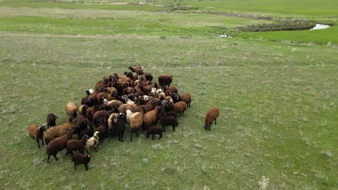 Sheep drone shot Stock Footage 241116607