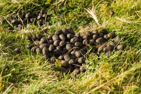 Sheep Droppings Stock Photos