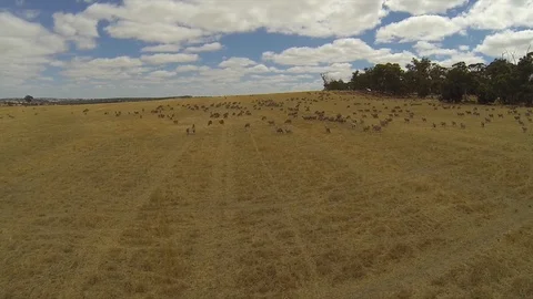 Sheep in drought Stock Footage 94676826