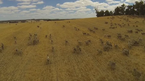 Sheep in drought Stock Footage 94678253