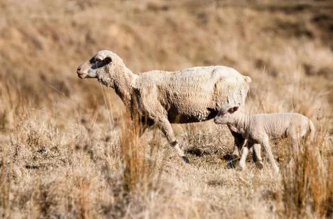 Sheep in drought Stock Photos