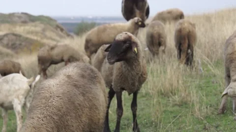Sheep dumb looking around Stock Footage 43320770