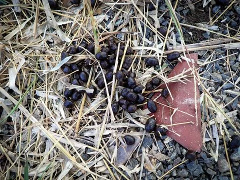 Sheep dung Foto stock
