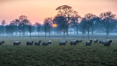 Sheep At Dusk Stock Photos