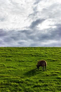 Sheep on Dutch dike with clouds in the background Stock Photos