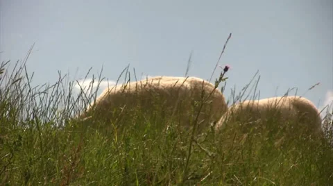 Sheep on dutch dike Stock Footage 39814594