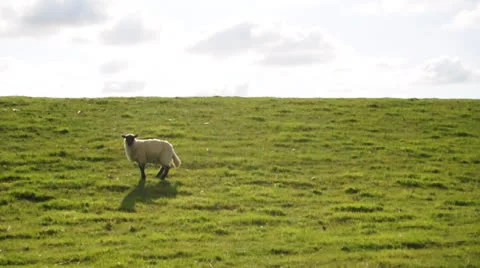Sheep on dyke Stock Footage 22556900