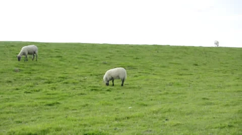 Sheep on dyke Stock Footage 22556910