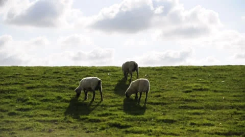 Sheep on dyke Stock Footage 22557195