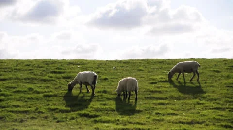 Sheep on dyke Stock Footage 22557500