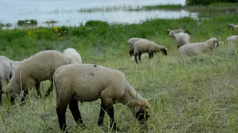 Sheep on the dyke Stock Footage 24840945
