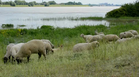 Sheep on dyke Stock Footage 24841072