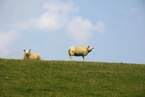 Sheep on dyke Foto stock