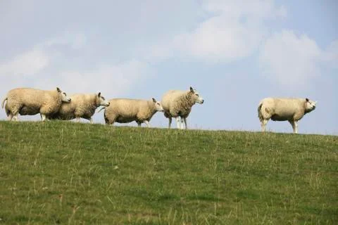 Sheep on dyke Stock Photos