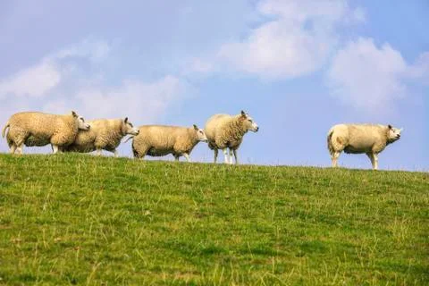 Sheep on dyke Stock Photos