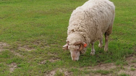 Sheep with ear identification tags grazing on green pasture Stock Footage 108726440