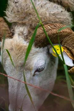 A sheep with an ear tag (close-up) Foto stock
