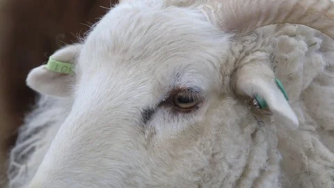 Sheep with an ear tag Stock Footage 83865002