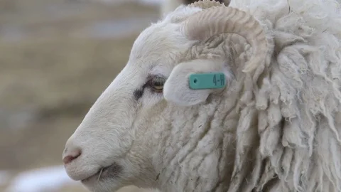 Sheep with an ear tag Vídeos de archivo 83865007