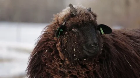 Sheep with an ear tag standing in the field Stock Footage 83865027